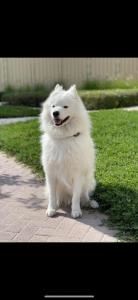 Samoyed for sale