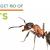10% Extra Off Pest Control – Dubai