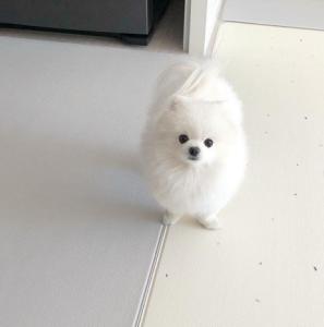 Adorable Pomeranian Puppy for Adoption