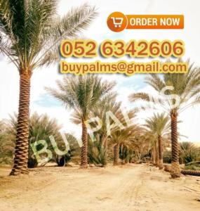 Date Palm Tree Supplies