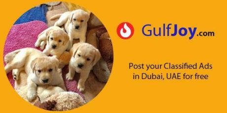 Get your pets for adoption online in DUBAI, UAE.
