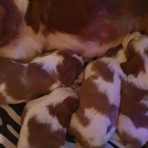 Cavaliers king spaniel puppy's good for your home