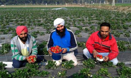 WorkPermit Visa for Fruit Pickers (Portugal EU) Urgent Placements (UAE & KSA) Residance Apply Now