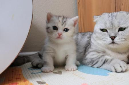 Adorable Munchkin kittens