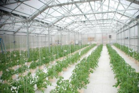 Greenhouse for investment