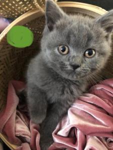British Shorthair kittens for sale