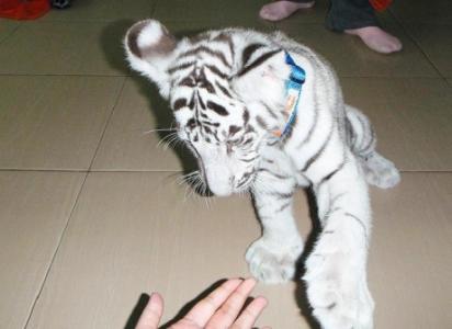 ADORABLE WHITE TIGER AND WHITE LION CUBS FOR SALE AT BEST PRICES