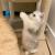 Adorable Munchkin kittens