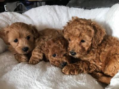 Poodle puppies for sale