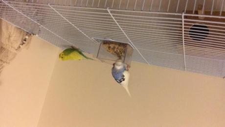 Pair of budgies with accessories