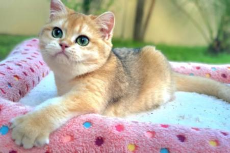 FOR SALE British Shorthair Female , 7 Months Old , Golden Shell . Registered, Fully Vaccinated with