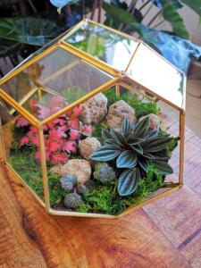 Terrarium with live plants