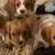 Cavaliers king spaniel puppy's good for your home