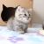 Adorable Munchkin kittens