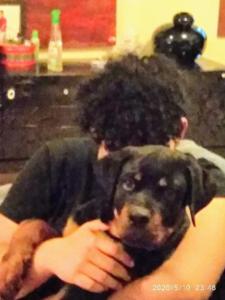 Rottweiler puppy for sale
