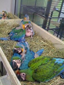 Macaw Parrots For Sale