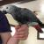 Birds Parrots for good home