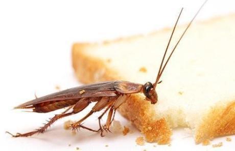 PEST CONTROL IN DUBAI