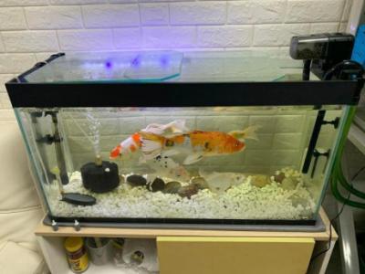 Fish tank
