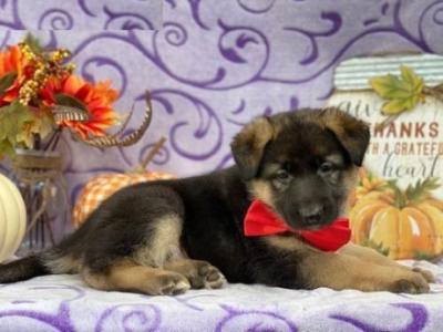 Teacup Puppies available for adoption.