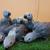 African Grey Parrots for a good home